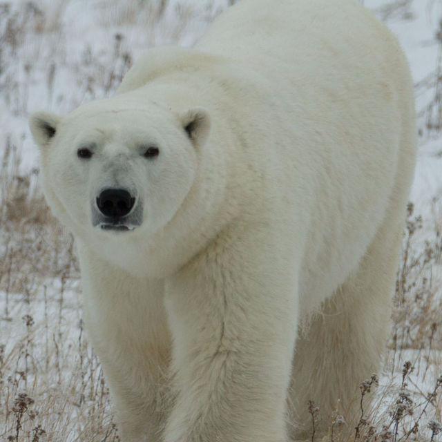 Invaze medvědů ledních