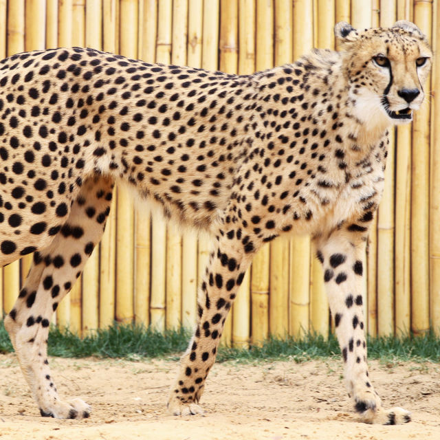 Člověk versus gepard