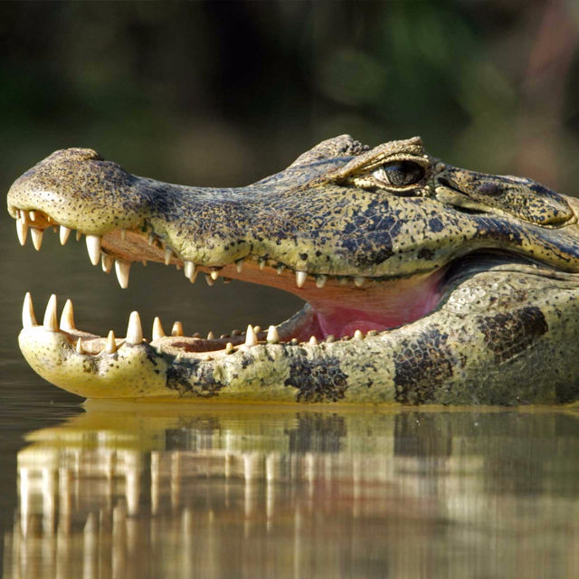 Jaguár vs. krokodýl