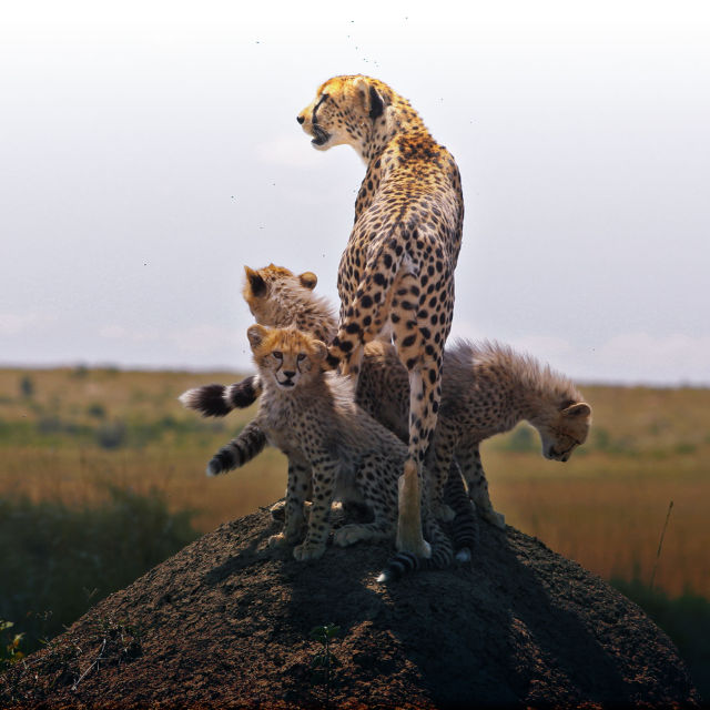Gepardi: instinkt zabíjet