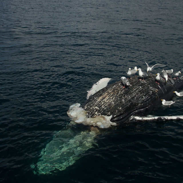 Nejnebezpečnější velryba světa