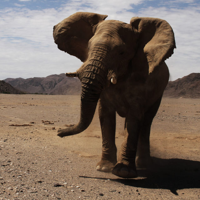 Tajemství pouštních slonů