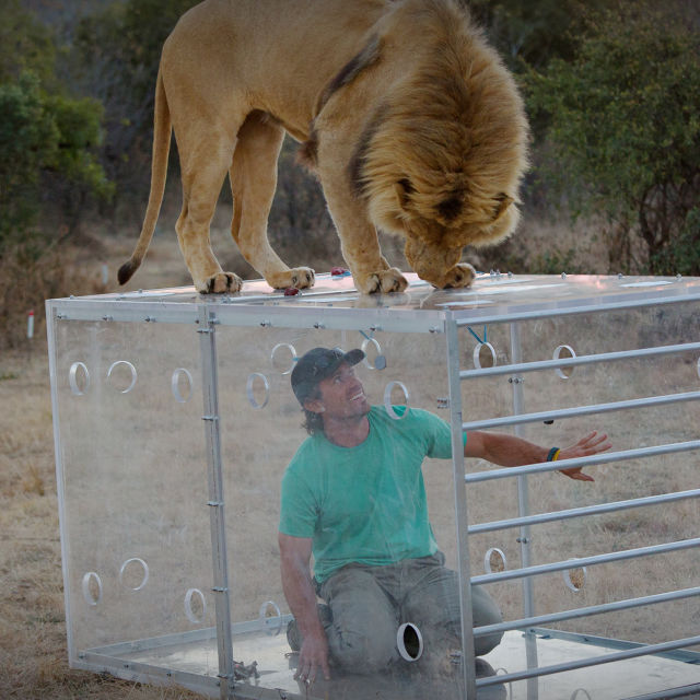 Člověk versus lev