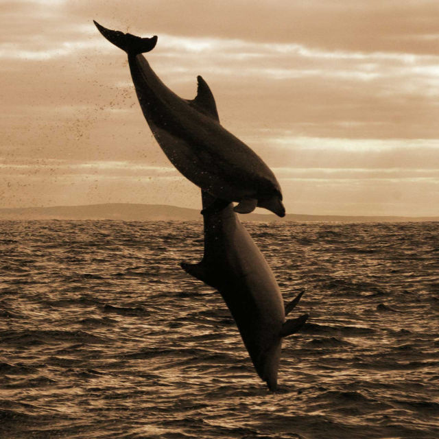 Dynastie delfínů