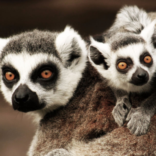 Madagaskar: Legendy o lemuřím ostrově