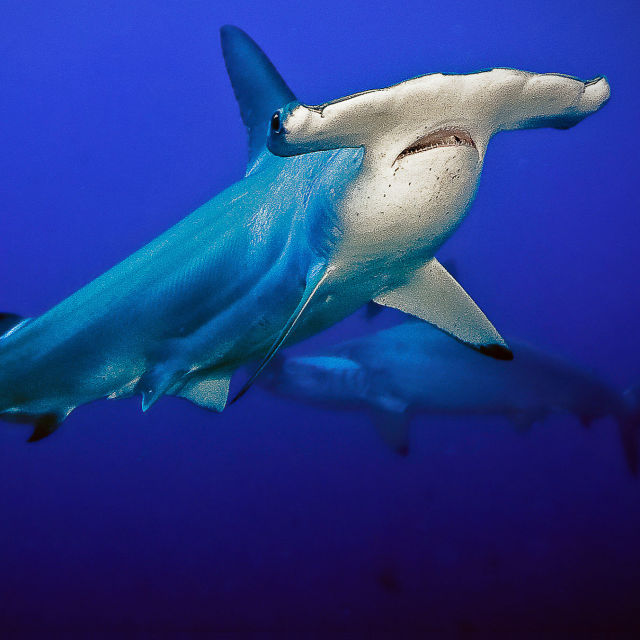 Nejpodivnější živočichové světa: Žraloci