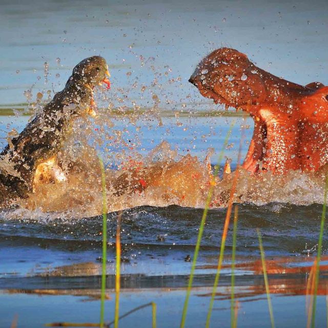 Hroch versus krokodýl