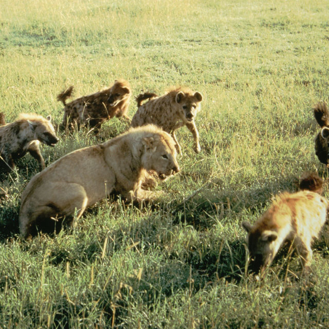 Lvi a hyeny: Věční nepřátelé