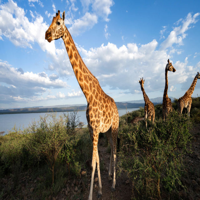 Záchrana žiraf: Dlouhá cesta domů