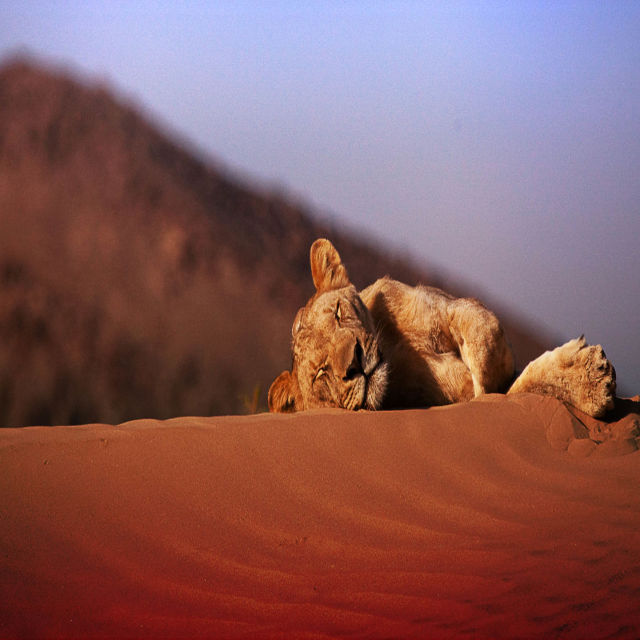 Mizející králové: Lvi pouště Namib
