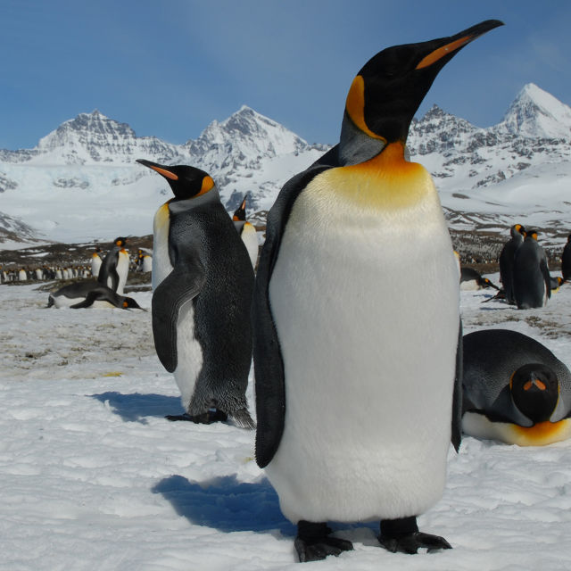 Život tučňáka
