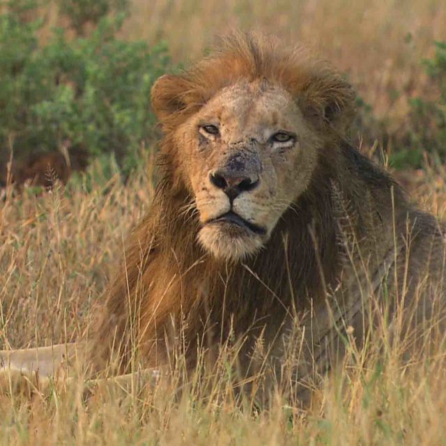 Cecil, lví král