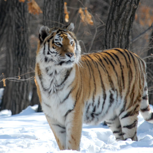 Ruský tygr: Král tajgy