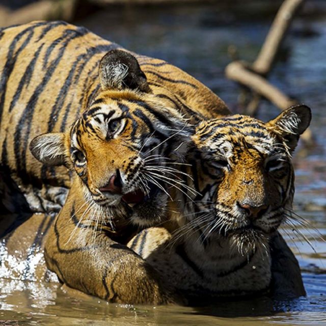 Střet tygrů