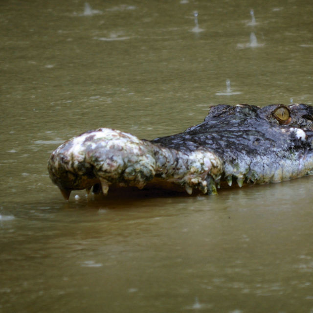 Elitní krokodýlí zabijáci