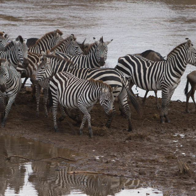 Zebry v Serengeti