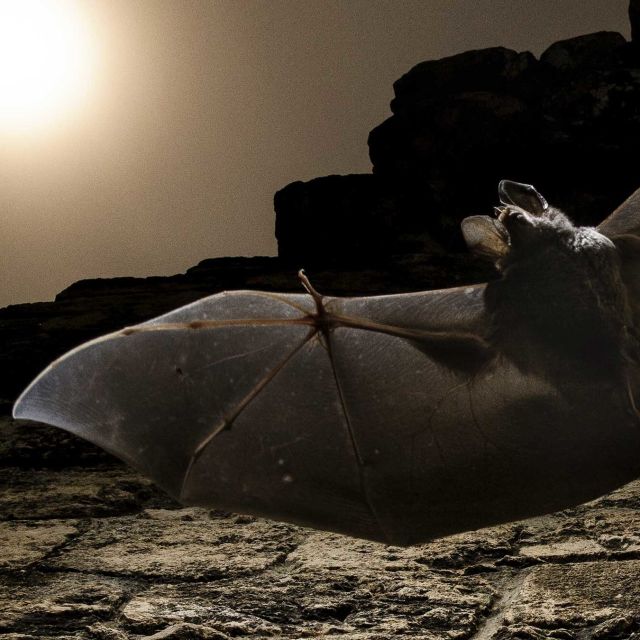 Velcí masožraví netopýři